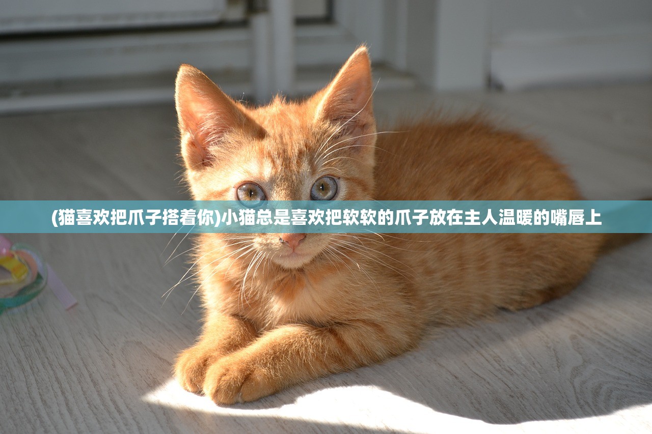 (猫喜欢把爪子搭着你)小猫总是喜欢把软软的爪子放在主人温暖的嘴唇上