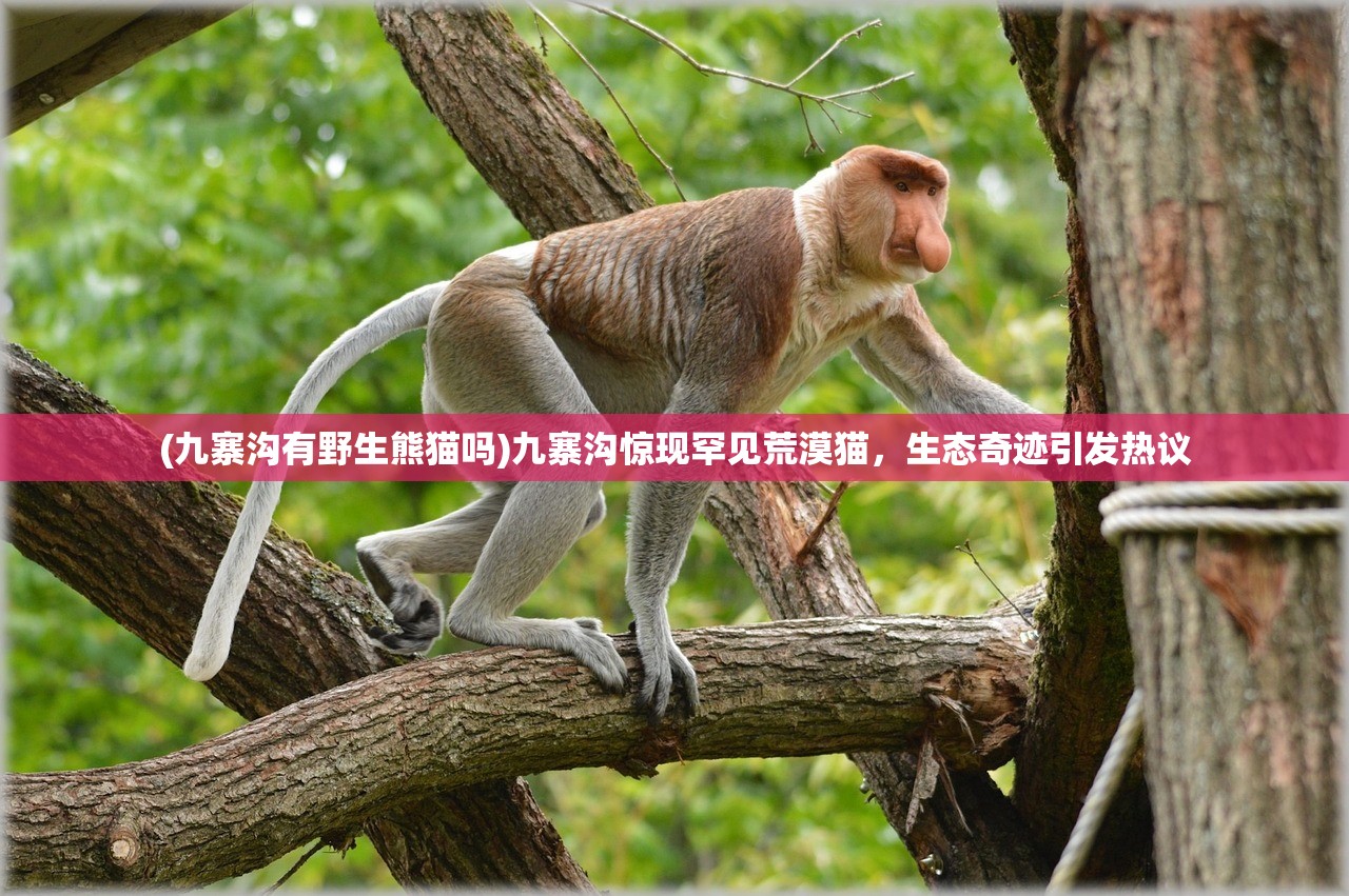 (喵呜记账簿)咪呜记账簿游戏，探索记账与娱乐的完美结合