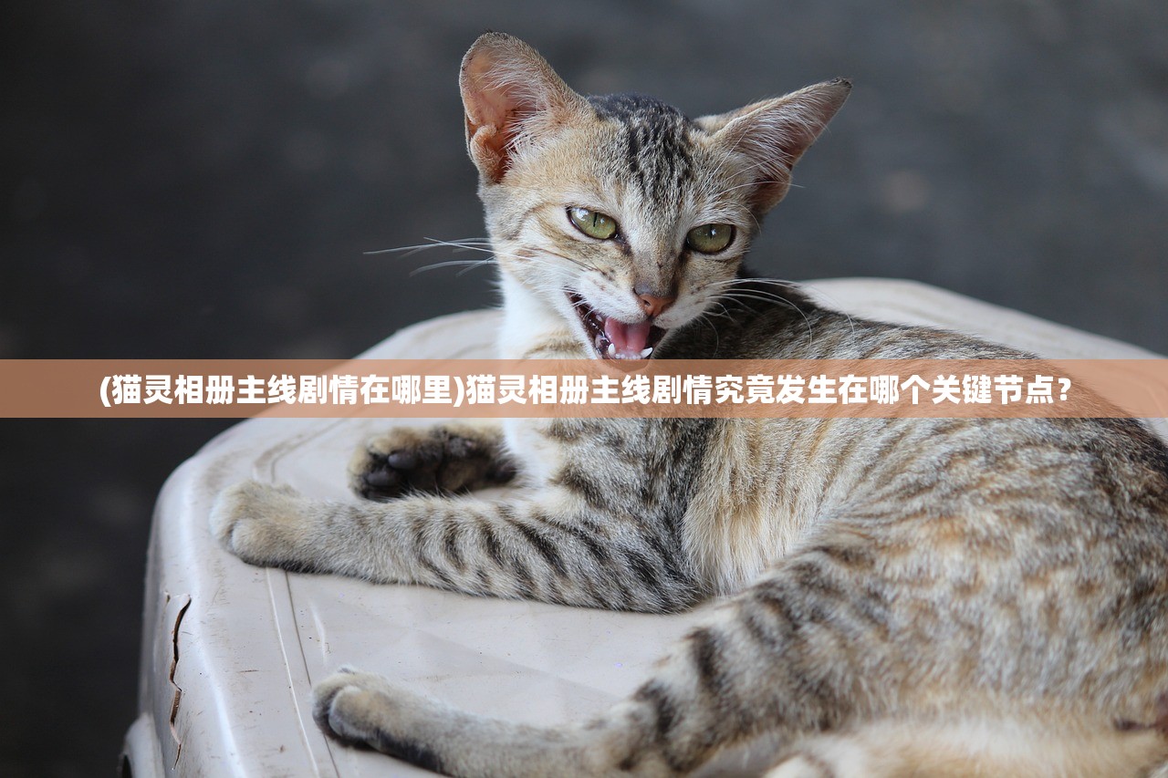 (猫灵相册主线剧情在哪里)猫灵相册主线剧情究竟发生在哪个关键节点？