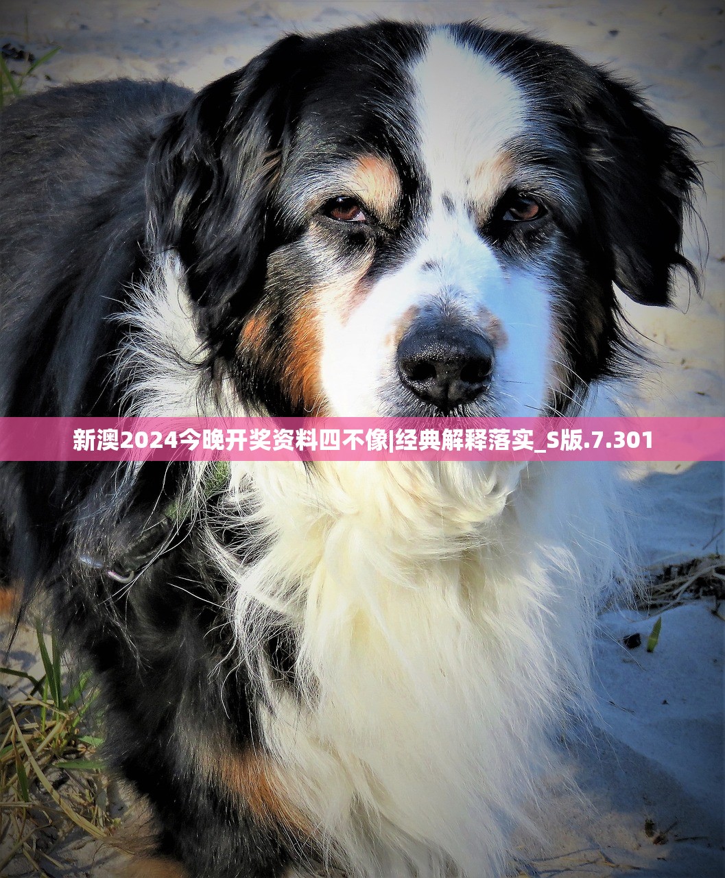 (掠影纷争贴吧)掠影纷争，NGA游戏社区中的多维探讨