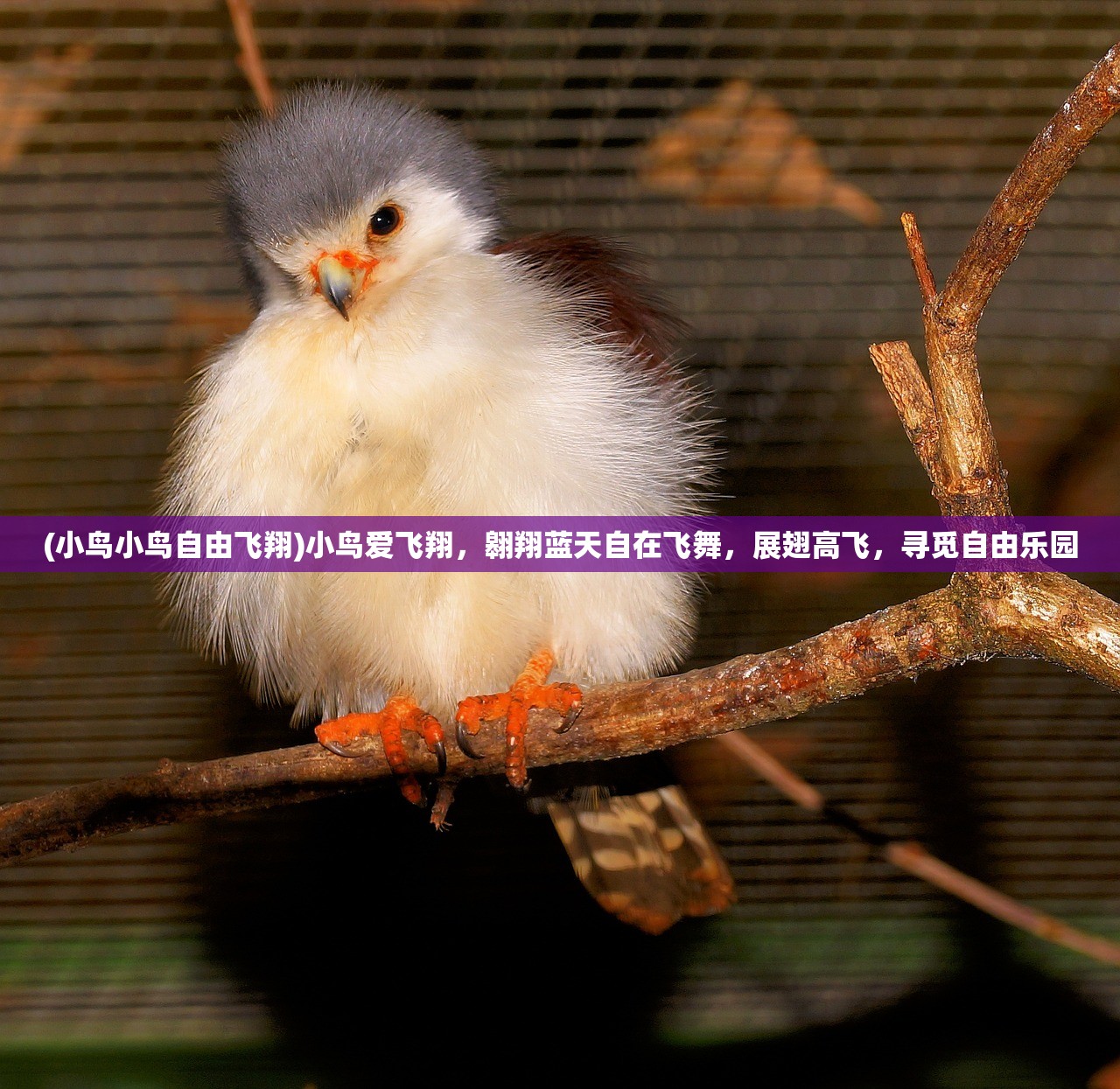 (初恋是学生会长剧情选项攻略)初恋是学生会长，美好结局的展望与畅想