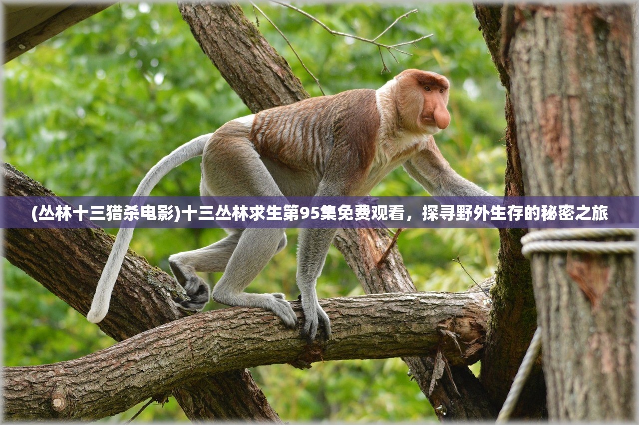 (丛林十三猎杀电影)十三丛林求生第95集免费观看，探寻野外生存的秘密之旅