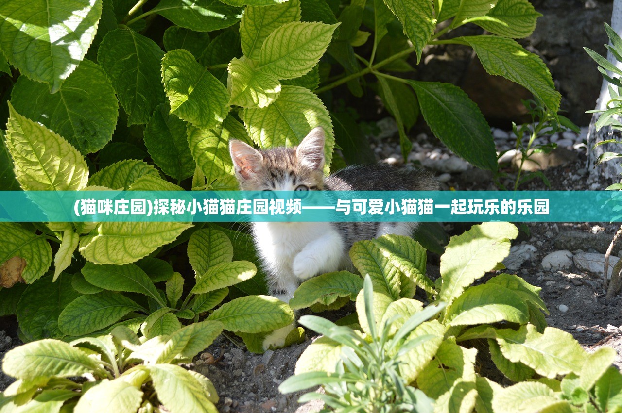 (我叫mt4为什么凉)我叫MT4手游，昔日辉煌何以陨落？