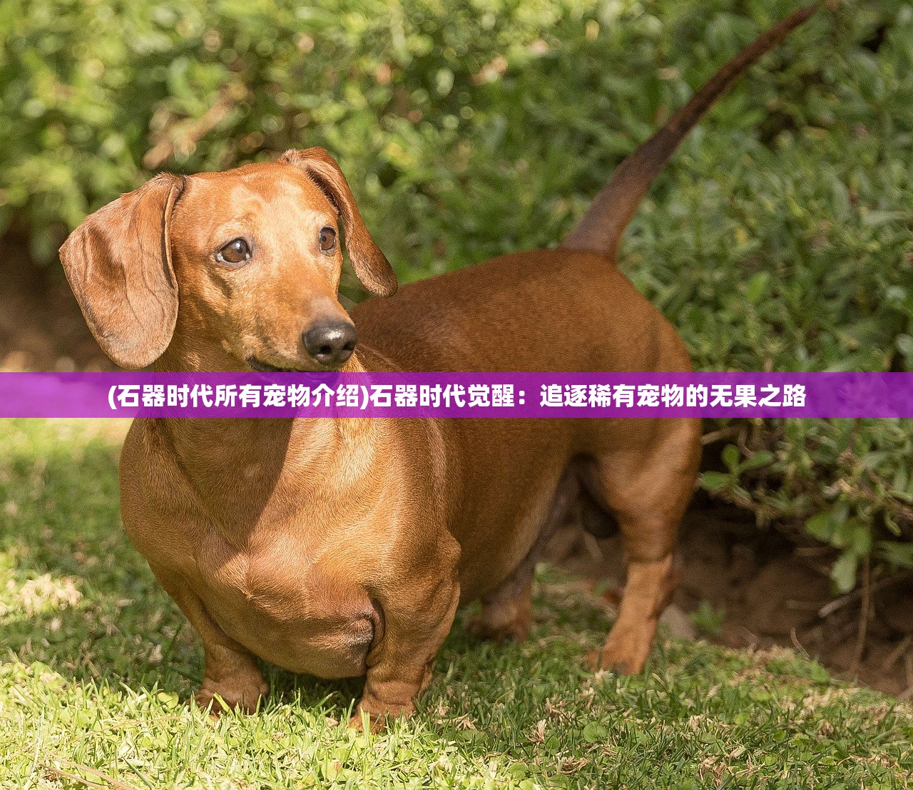 (石器时代所有宠物介绍)石器时代觉醒:追逐稀有宠物的无果之路 (石器时代所有宠物介绍)石器时代觉醒:追逐稀有宠物的无果之路