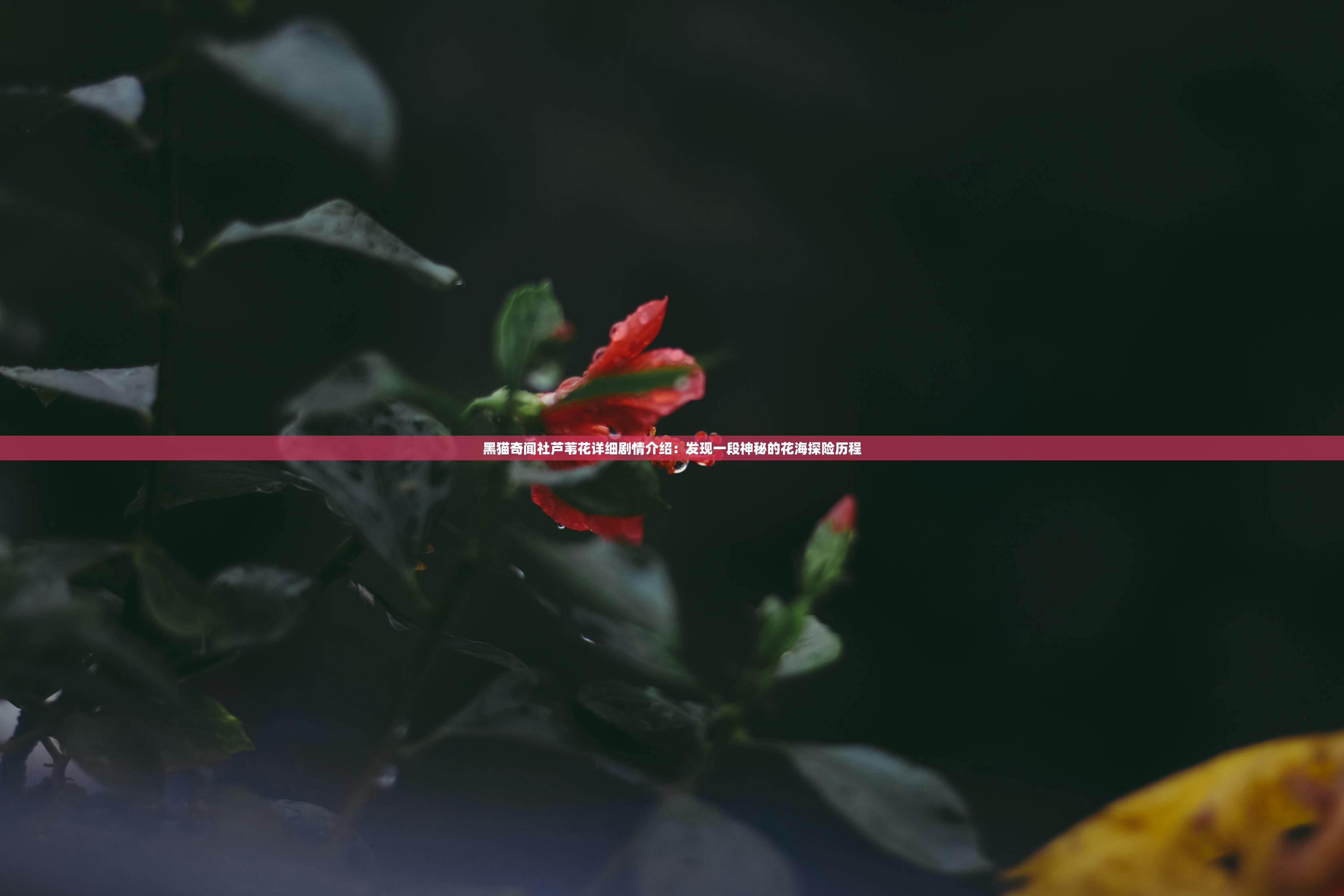 黑猫奇闻社芦苇花详细剧情介绍：发现一段神秘的花海探险历程