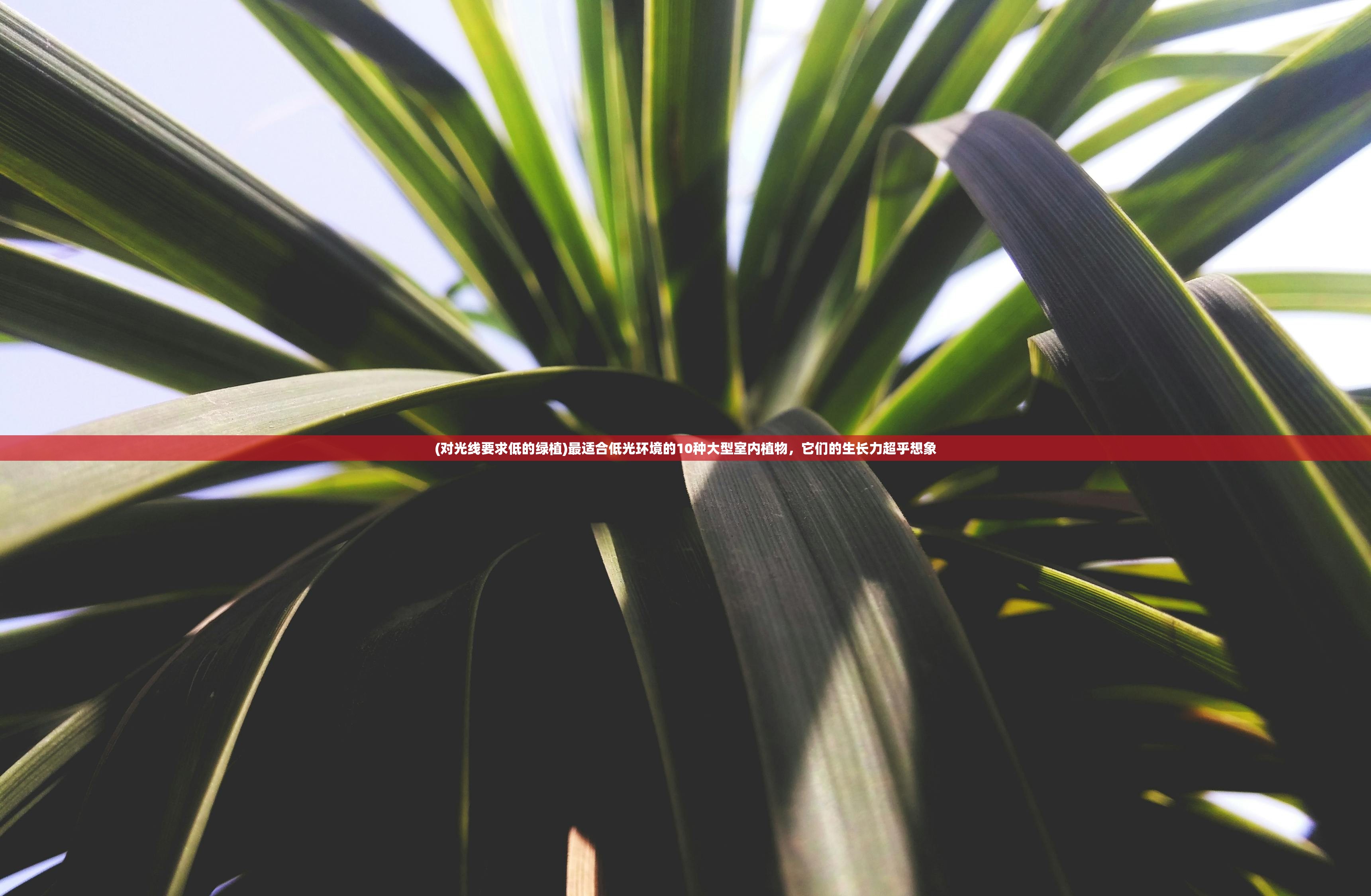 (蔷薇与椿怎么反击)蔷薇与椿，双人游戏的攻略与体验