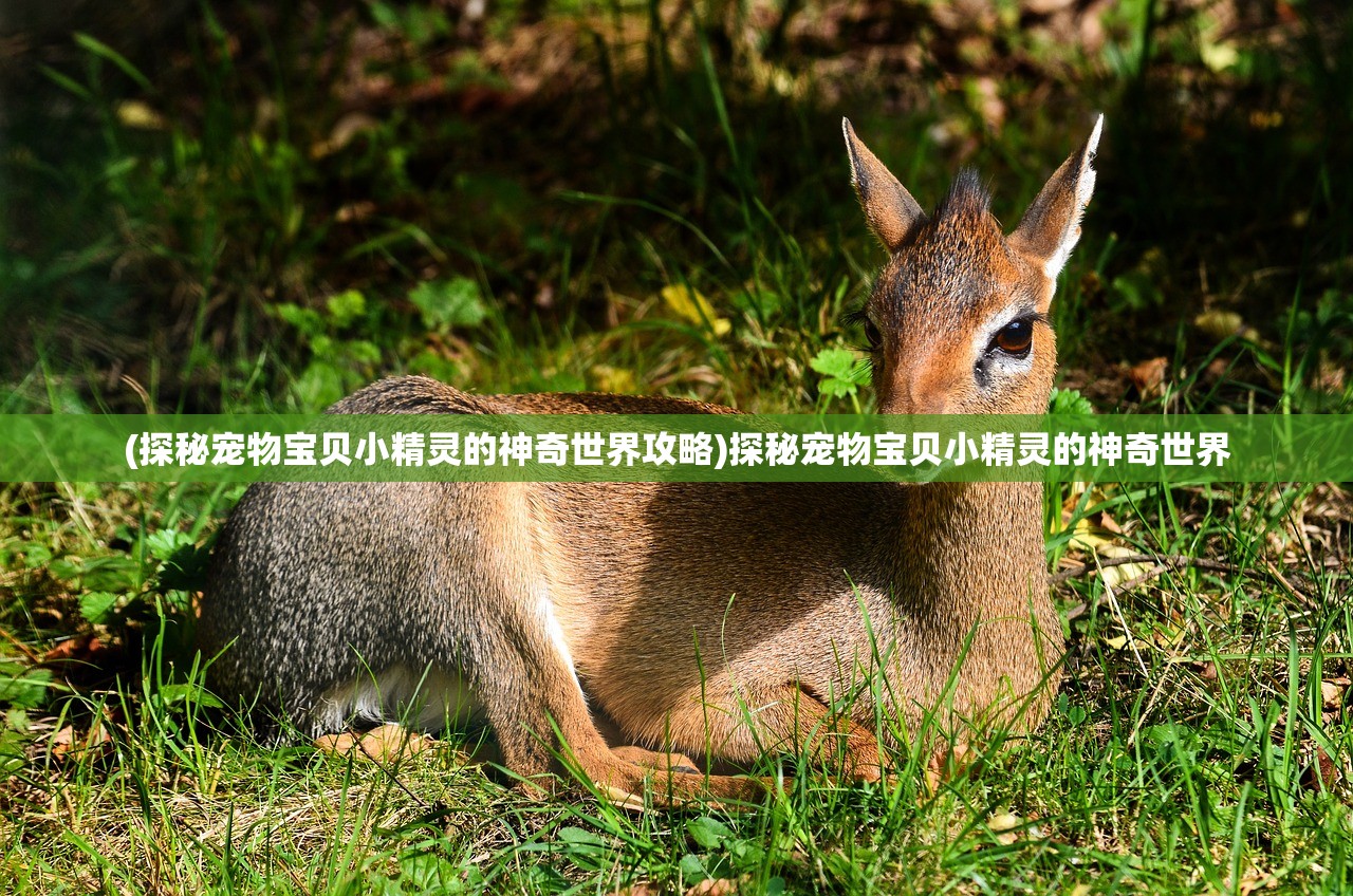 (猎人王是什么意思)猎人王人才推荐官，挖掘与培养人才的先锋角色
