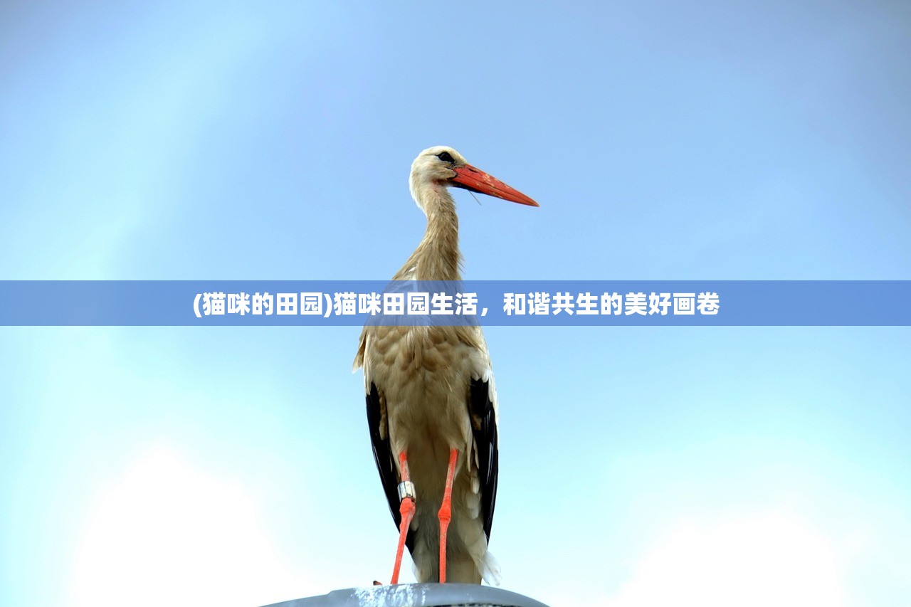 (精灵我的农场物语免费)精灵我的农场物语，探索虚拟农场的奇幻世界