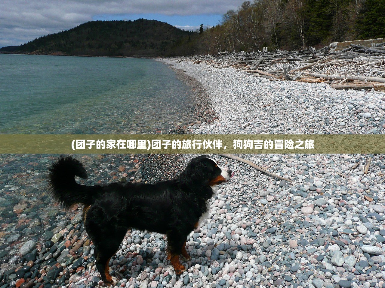(团子的家在哪里)团子的旅行伙伴，狗狗吉的冒险之旅