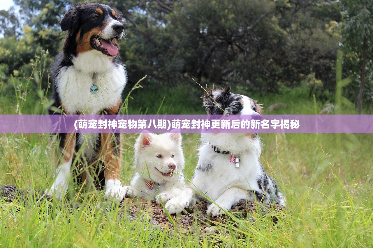 (萌宠封神宠物第八期)萌宠封神更新后的新名字揭秘
