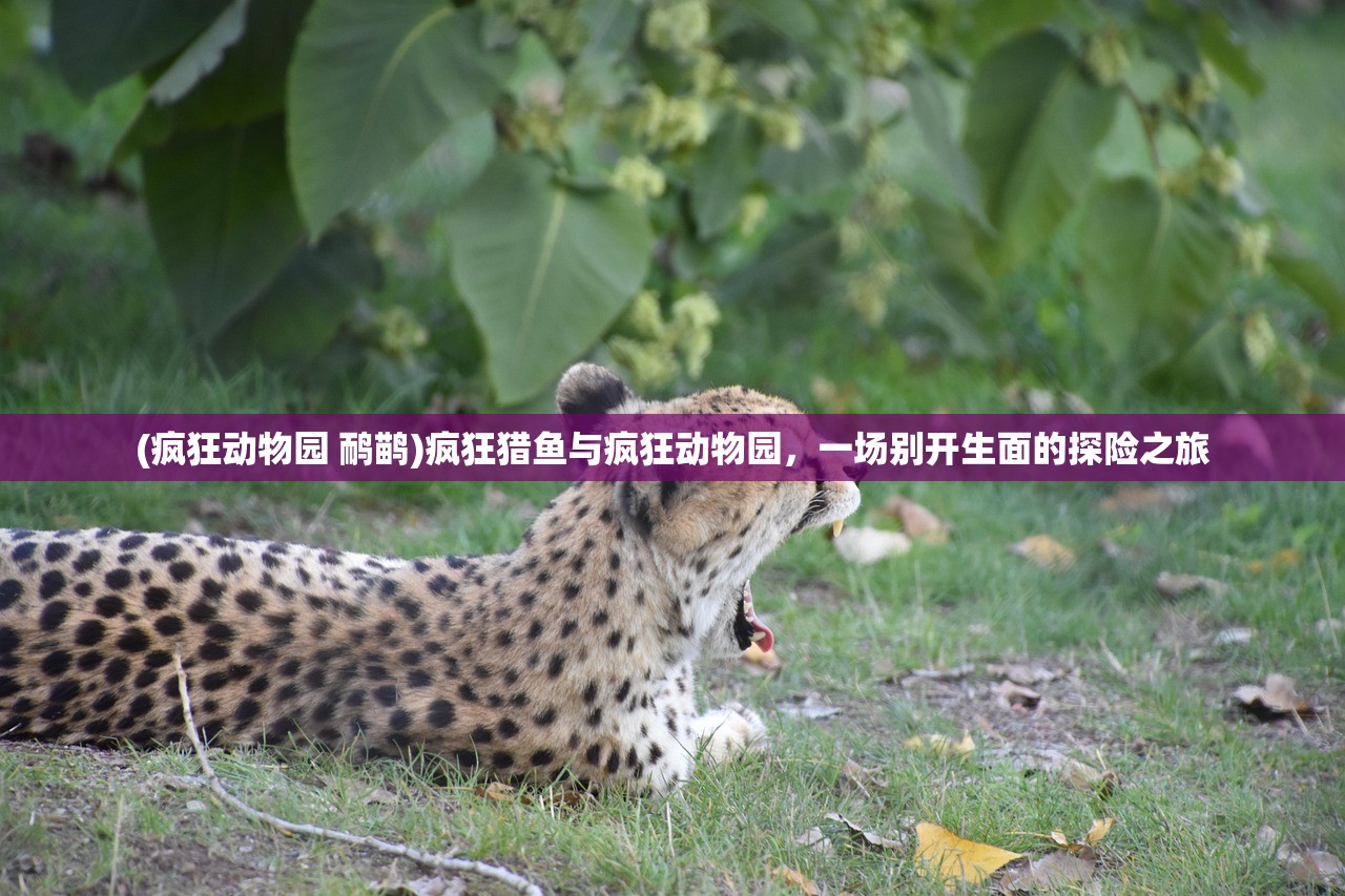(疯狂动物园 鸸鹋)疯狂猎鱼与疯狂动物园，一场别开生面的探险之旅