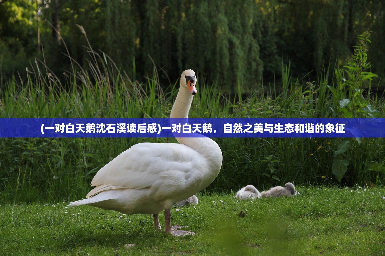 (一对白天鹅沈石溪读后感)一对白天鹅，自然之美与生态和谐的象征