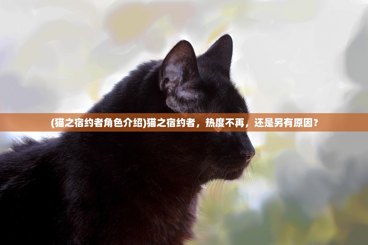 (猫之宿约者角色介绍)猫之宿约者,热度不再,还是另有原因? (猫之宿约者角色介绍)猫之宿约者,热度不再,还是另有原因?