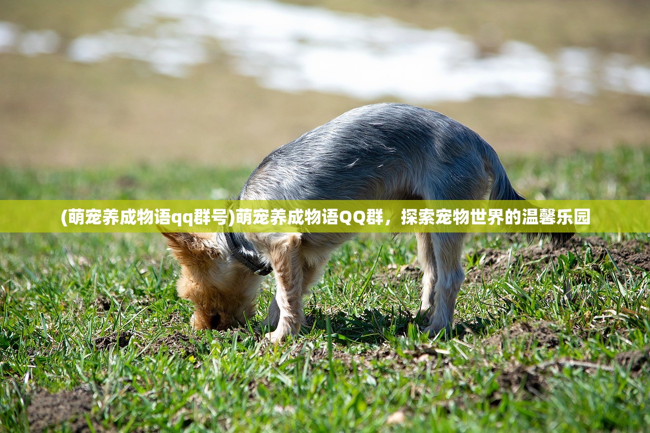 免费水果机老虎机单机游戏，乐趣与策略的探索