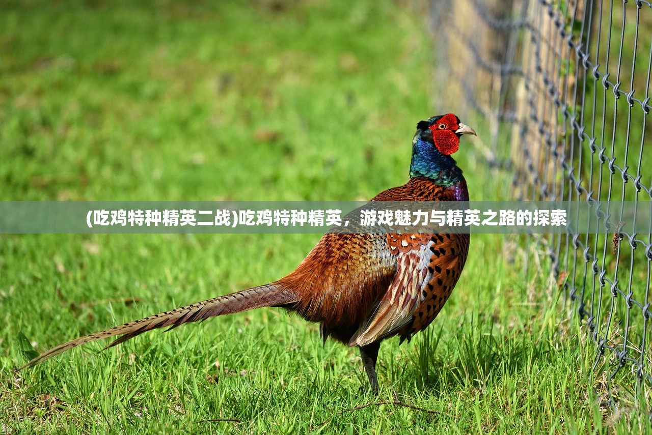 (刀锋无双游戏)刀锋无双满V版，游戏深度解析与玩家指南