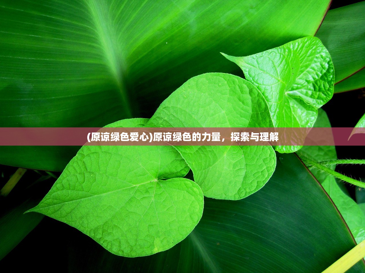 (原谅绿色爱心)原谅绿色的力量,探索与理解 (原谅绿色爱心)原谅绿色的力量,探索与理解