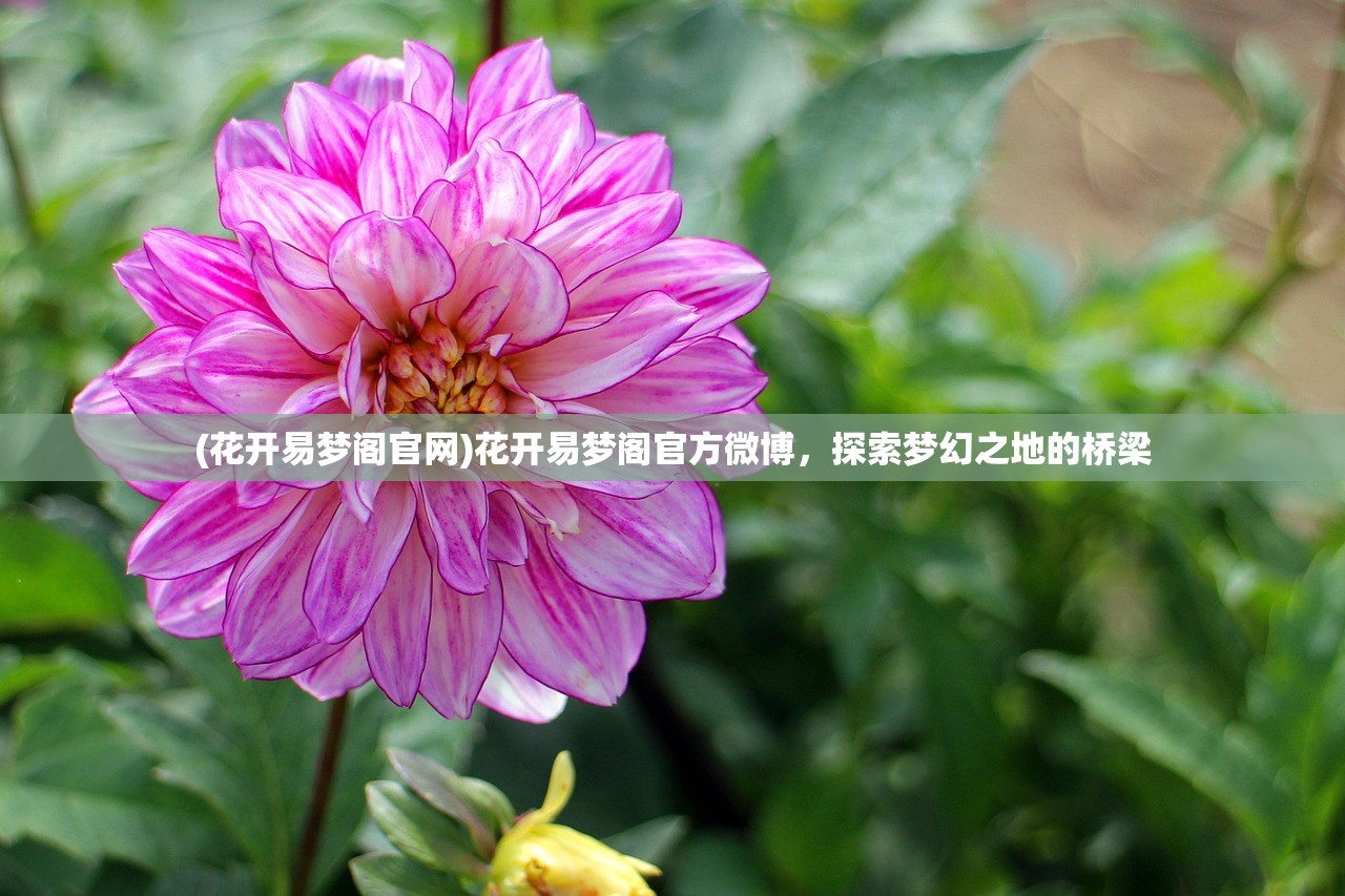 (花开易梦阁官网)花开易梦阁官方微博,探索梦幻之地的桥梁 (花开易梦阁官网)花开易梦阁官方微博,探索梦幻之地的桥梁