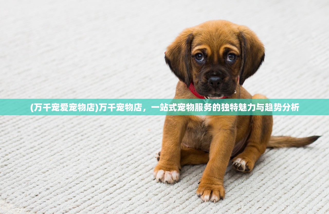 (万千宠爱宠物店)万千宠物店,一站式宠物服务的独特魅力与趋势分析 (万千宠爱宠物店)万千宠物店,一站式宠物服务的独特魅力与趋势分析