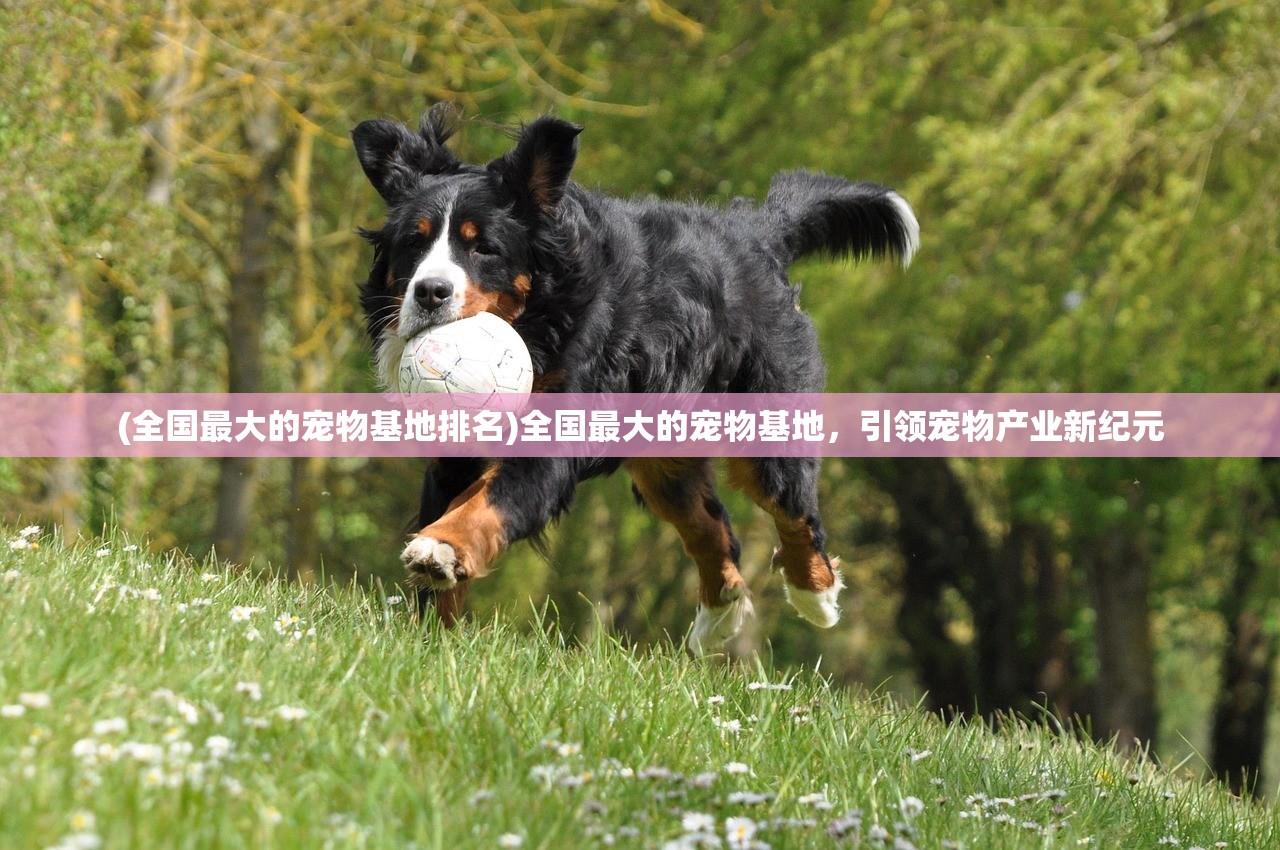 (全国最大的宠物基地排名)全国最大的宠物基地，引领宠物产业新纪元