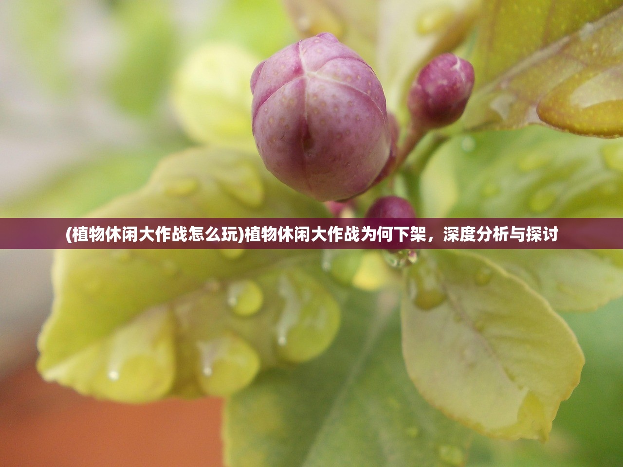 (茶叶蛋大冒险217关攻略)茶叶蛋大冒险第21关攻略解析与深度探讨