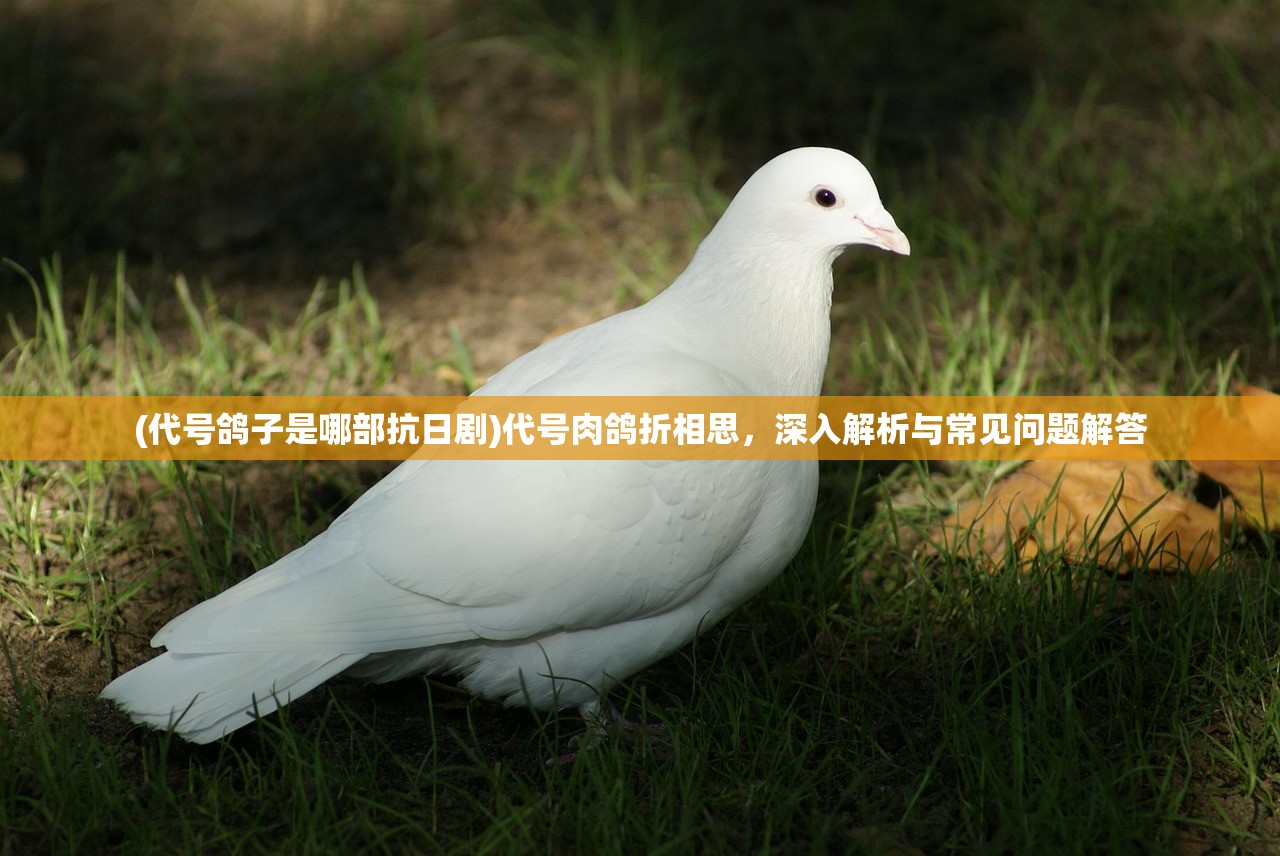 (代号鸽子是哪部抗日剧)代号肉鸽折相思，深入解析与常见问题解答